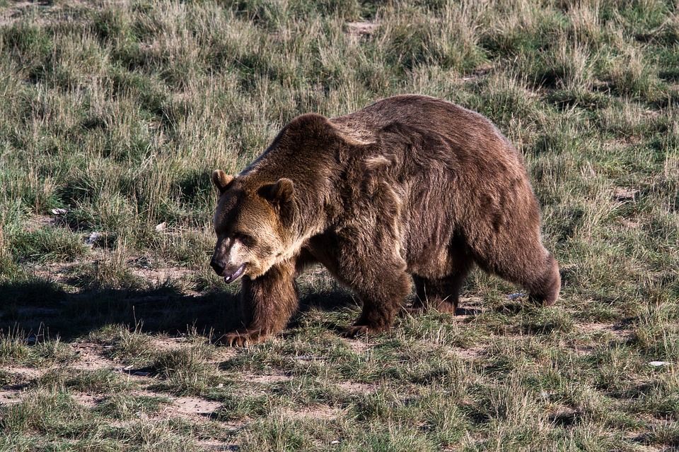 grizzly-bear-1777810_960_720