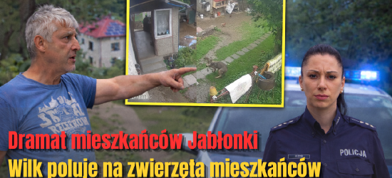 Wilk sieje postrach w Jabłonce. Porywa kury i podchodzi pod zabudowania [VIDEO]