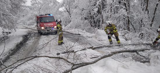 BIESZCZADY. Śnieg łamie drzewa. Interwencje strażaków (ZDJĘCIA)