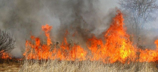 PODKARPACIE. 78-latka rozpaliła ognisko i wznieciła pożar łąki!