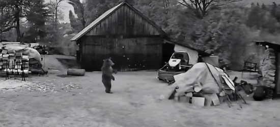 WOLA MATIASZOWA. Niedźwiedzica z dwoma młodymi pod domem. „Nie bała się petard” [VIDEO]