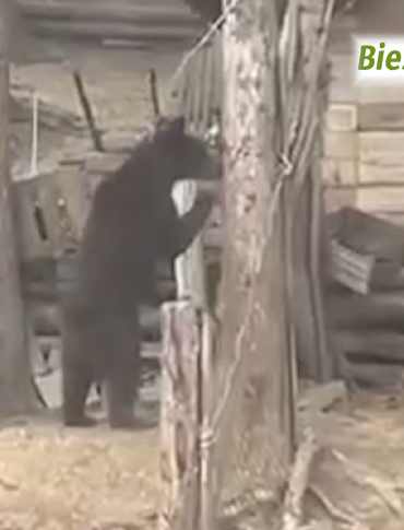 WOŁKOWYJA: Młody niedźwiedź porwał kurę. Zabezpieczenia nie pomogły [VIDEO]