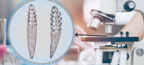 PZŁ angażuje się w badania naukowe. Efekt – odkrycie nowego gatunku pasożyta