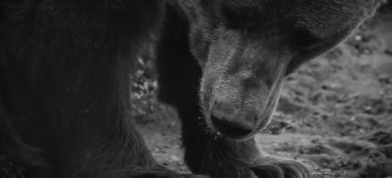BIESZCZADY: Niedźwiedź spaceruje miedzy domami! Władza czeka na tragedię? (VIDEO)