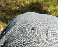 Sezon na kleszcze. Sprawdzaj ubranie, te pajęczaki przenoszą boreliozę i kleszczowe zapalenie mózgu (FOTO)