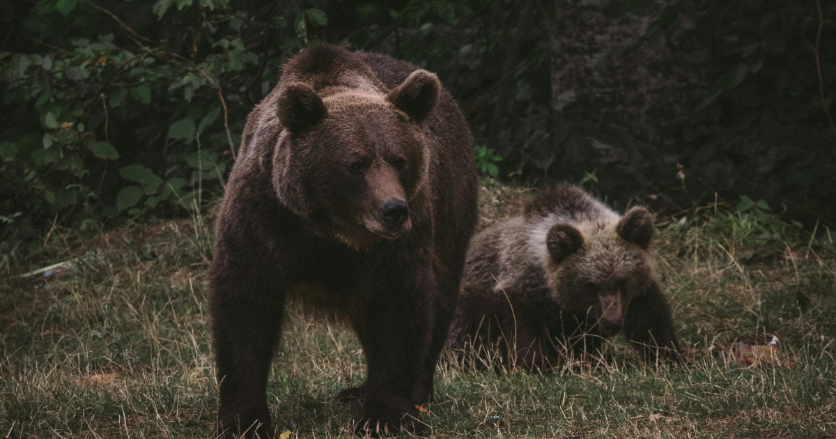 Niedźwiedź zauważony w rejonie Klimkówki. Kolejna gmina wydała ostrzeżenie