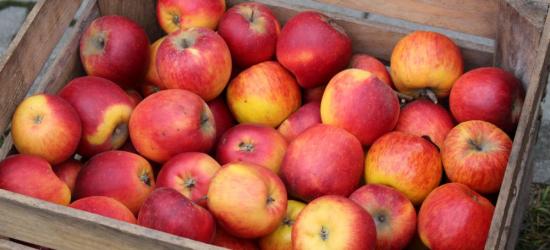 SANOK / PIĄTEK: Darmowe jabłka dla mieszkańców