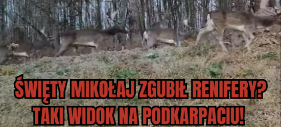 Święty Mikołaj zgubił renifery? Taki widok na Podkarpaciu! (VIDEO)