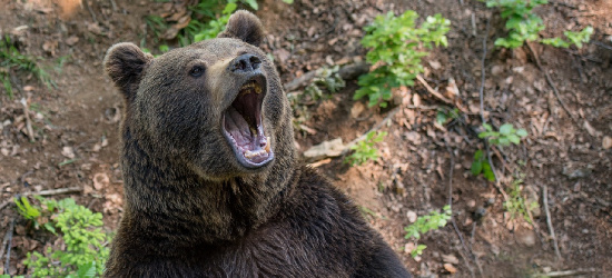 Atak niedźwiedzia na leśnika w Bieszczadach! Mężczyzna poważnie ranny!