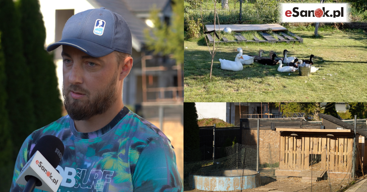 ZABŁOTCE: Lis wybił hodowlę zwierząt i terroryzuje posesję (VIDEO, ZDJĘCIA)