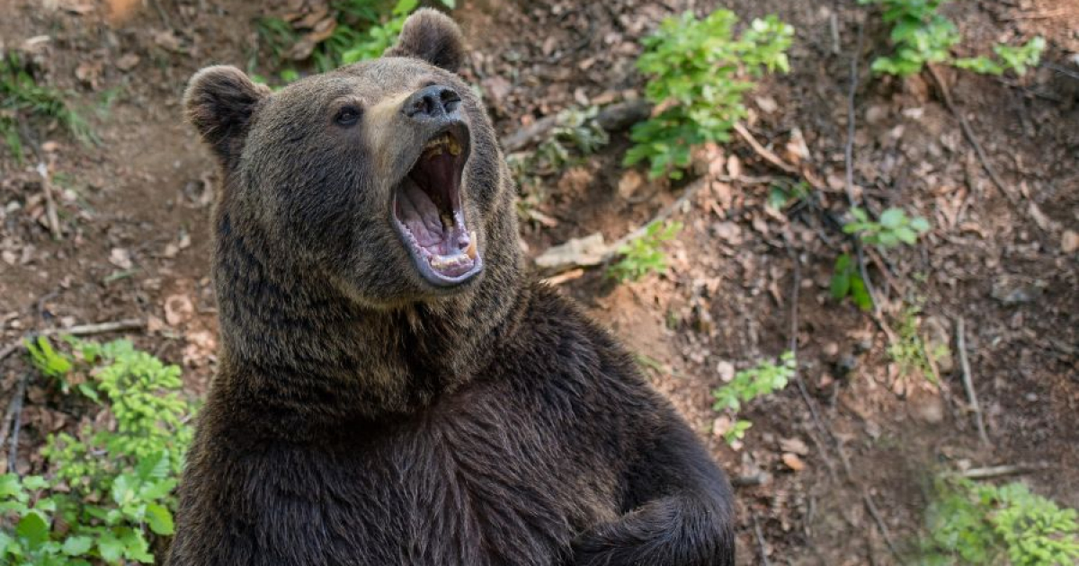 PILNE: Kolejny atak niedźwiedzia w Bereżnicy Wyżnej! „Ruszył w moim kierunku, ma około 300 kg”