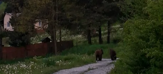 Niedźwiedzie coraz bliżej ludzi. Incydenty w Zawozie i Polańczyku [VIDEO, ZDJĘCIA]