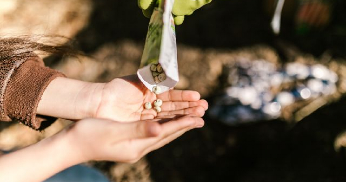 Nasiona holenderskie – czym różnią się od standardowych nasion?