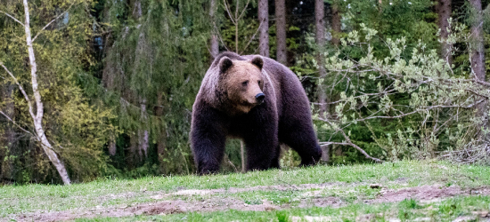 PILNE: Niedźwiedź widziany w pobliżu zabudowań w Wolicy!