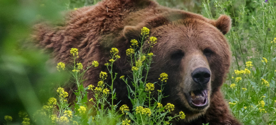 DOMARADZ: Uwaga! Widziano niedźwiedzia blisko zabudowań