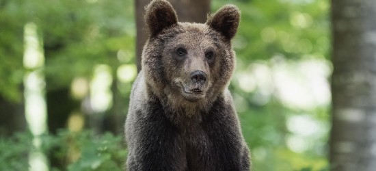 ZAGÓRZ: „Żarty się skończyły”. Niedźwiedzie w ogrodzie!