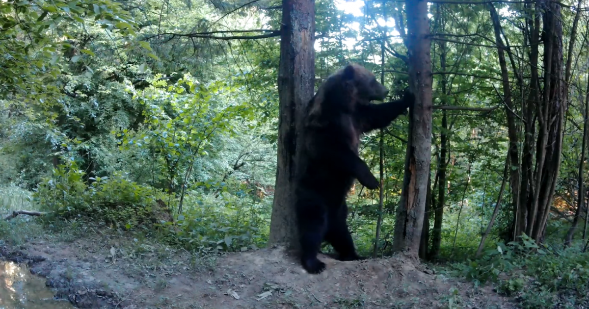 Niedźwiedzia walka o wybrankę serca. Jeden samiec ranny (VIDEO)