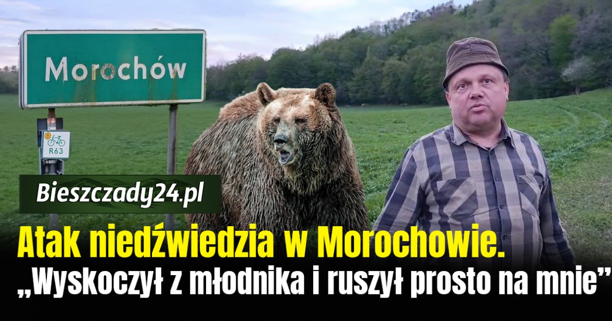 TYLKO U NAS! Atak niedźwiedzia w Morochowie. „Wyskoczył z młodnika i ruszył prosto na mnie” [VIDEO]