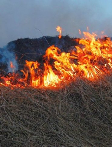 Wiosenne wypalanie traw wciąż problemem. Mandaty nawet do kilku tysięcy złotych