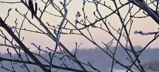 Silny mróz w regionie! IMGW ostrzega mieszkańców