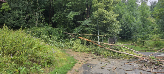 SANOK: Niebezpieczne zdarzenie na schodach Balowskich. Drzewo spadło na linię energetyczną (VIDEO, ZDJĘCIA)