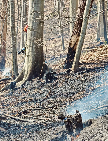 POLAŃCZYK: Groźny pożar traw przeniósł się na las. W akcji liczne siły strażaków [ZDJĘCIA]