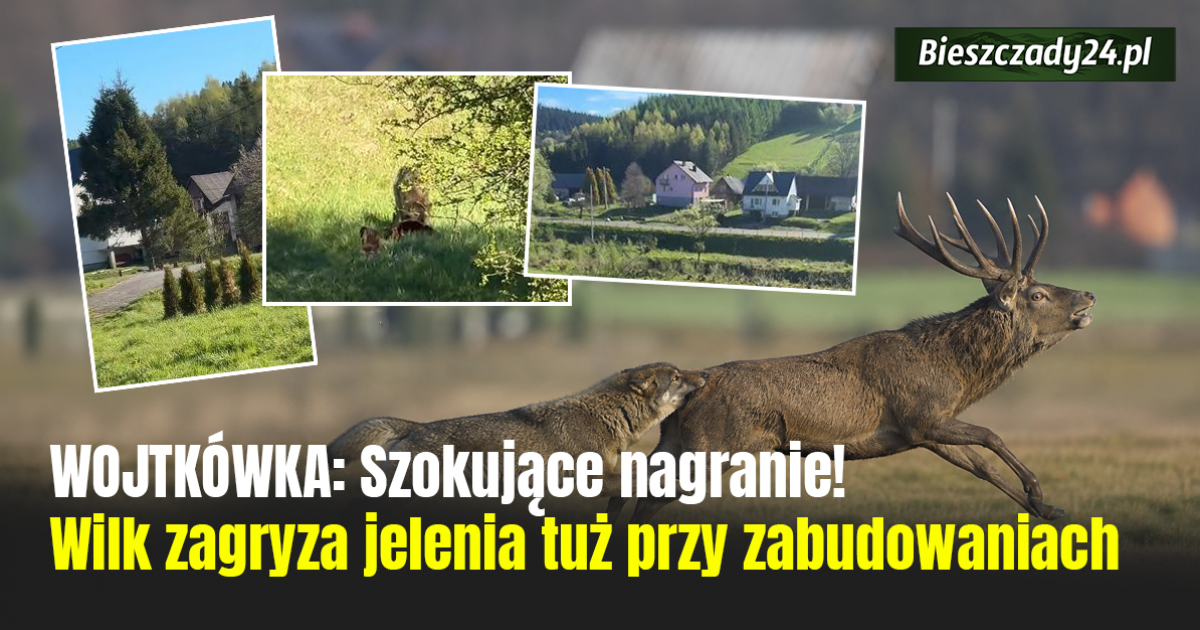 WOJTKÓWKA: Wilk zagryzł jelenia w pobliżu zabudowań [VIDEO+18]