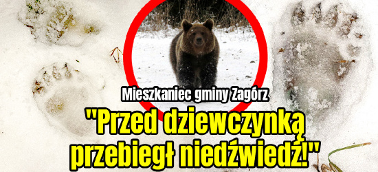 GMINA ZAGÓRZ: Niedźwiedź coraz bardziej zuchwały (FOTO, VIDEO)