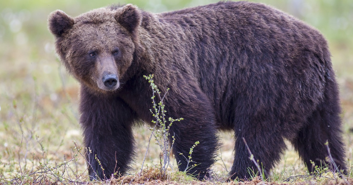 ZAGÓRZ: Jest zgoda na odłowienie niedźwiedzia. ,,Czekamy aż złapie się w klatkę” (VIDEO)
