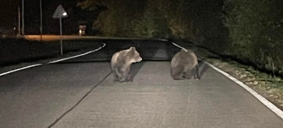 ,,Uwaga na drogach!” Dwa zdezorientowane niedźwiedzie (VIDEO, ZDJĘCIA)