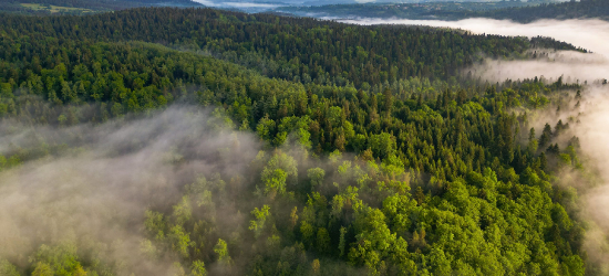 Zamknięty fragment szlaku turystycznego w Lisznej. Powodem prace leśne