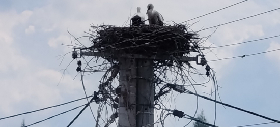 SANOK. Bocianie gniazdo blisko przewodów energetycznych. Energetycy zamontują platformę!