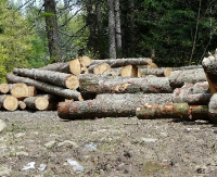 ZAGÓRZ24.PL: Przetarg ofertowy na sprzedaż drewna wielkowymiarowego