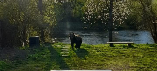 ZAGÓRZ: „Żarty się skończyły”. Niedźwiedzie w ogrodzie! [ZDJĘCIA]