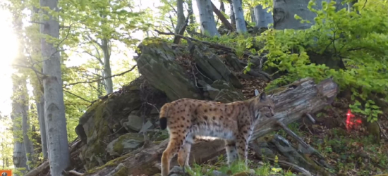 Warsztaty tropienia rysi w Bieszczadach [ZDJĘCIA]