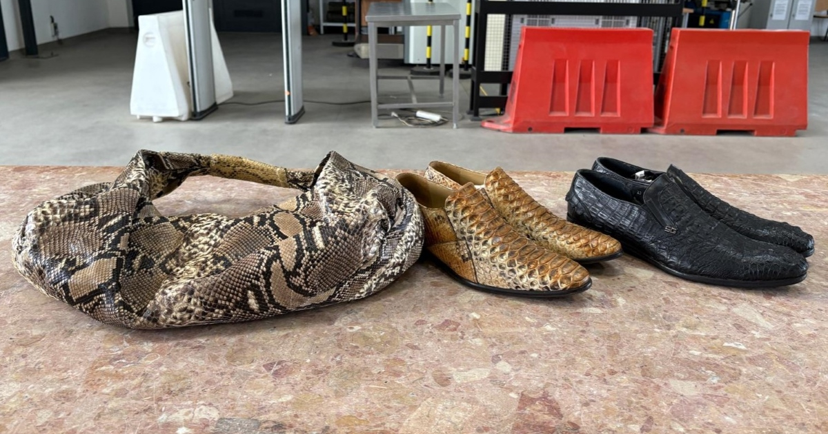 Luksusowa galanteria z pytona i krokodyla na granicy. 56-latkowi grozi więzienie [ZDJĘCIA]