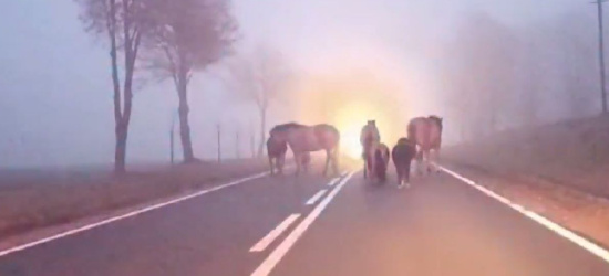 Polska24.pl / Konie, kucyki i osioł wędrowały drogą (VIDEO)