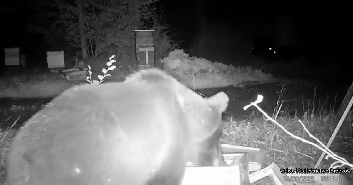 Niedźwiedź znów pojawił się przy ulach! Nagranie z fotopułapki