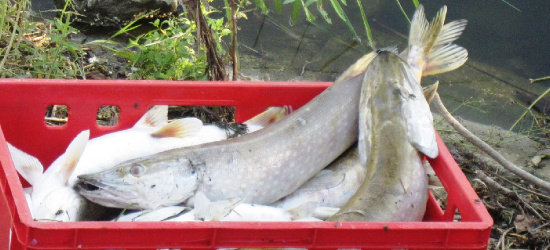 JAĆMIERZ. 150 kg śniętych ryb w stawie. Interwencja straży rybackiej (ZDJĘCIA)