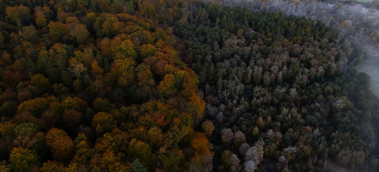 13 milionów nowych drzew w podkarpackich lasach. Trwa wiosenna akcja sadzenia
