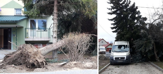 SANOK. Drzewo niemal zmiażdżyło busa przy ul. Ogrodowej (VIDEO, ZDJĘCIA)
