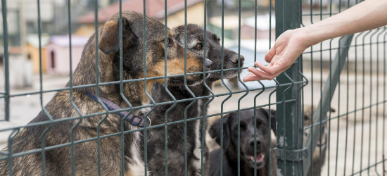 KROSNO: Ruszyła zbiórka karmy dla schroniska „Wesoły Kundelek” w Lesku