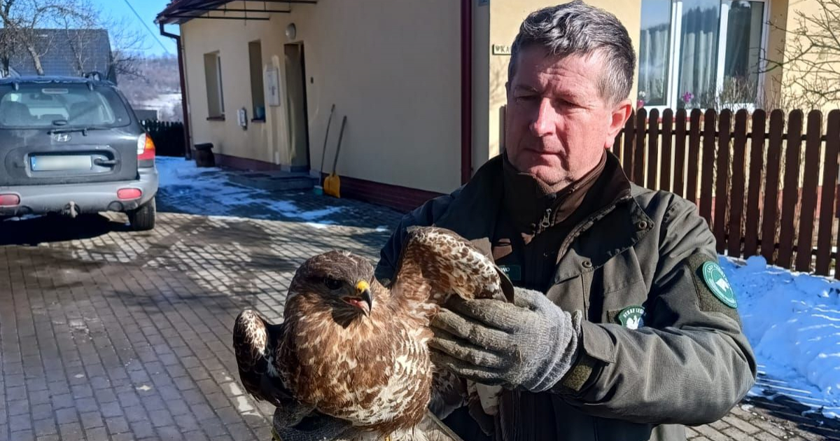 Bohaterska akcja nadleśnictwa Brzozów. Uratowali wyziębionego myszołowa!