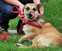 STOnZ: Czyj jest ten cudny psiak? Zobacz więcej ogłoszeń