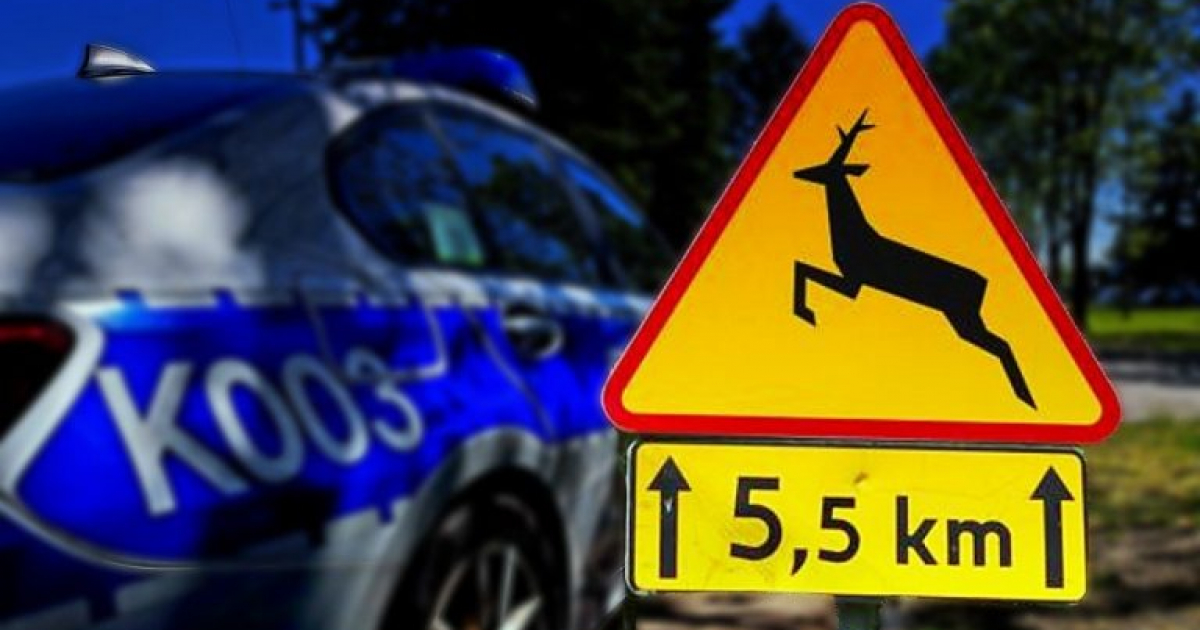 Uważajmy na drodze! Kolizje z dzikimi zwierzętami