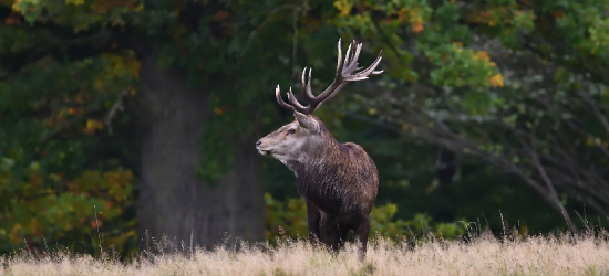 „Leśne złoto” na celowniku. Ruszył sezon na zrzuty [VIDEO]