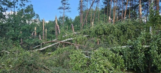Trąba powietrzna zniszczyła 30 hektarów lasu (ZDJĘCIA)