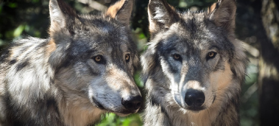 GMINA NOZDRZEC: Jest zgoda na płoszenie i niepokojenie wilków