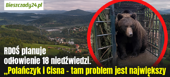 RDOŚ planuje odłowienie 18 niedźwiedzi. „Polańczyk i Cisna – tam problem jest największy”