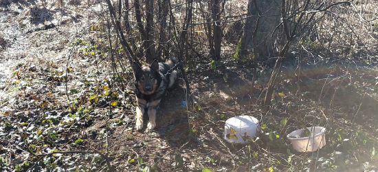 RYMANÓW: Pies przywiązany do drzewa w środku lasu. Uratowali go strażnicy leśni [FOTO]